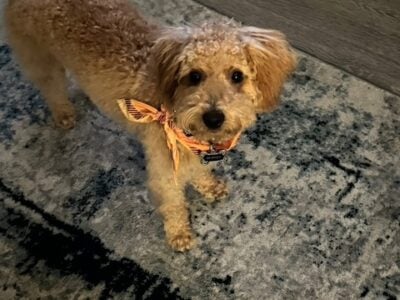 Meet Bentely