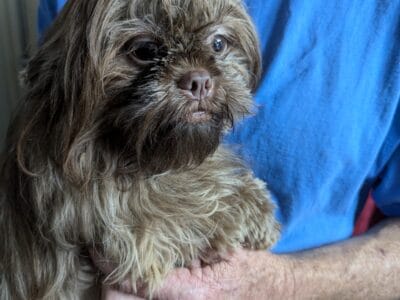 Shih Tzu Darling