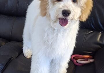 Labradoodles by DJ