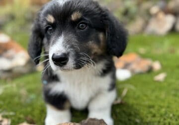 Cardigan Welsh Corgi