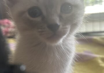 5 Kittens 6 Weeks