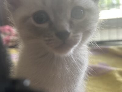 5 Kittens 6 Weeks