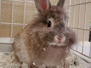 Male Lionhead Rabbit – Ashes
