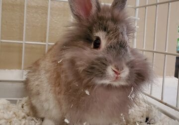 Male Lionhead Rabbit – Ashes
