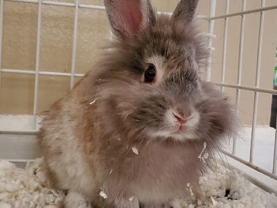 Male Lionhead Rabbit – Ashes