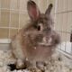 Male Lionhead Rabbit – Ashes