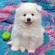 Pomeranian Puppy
