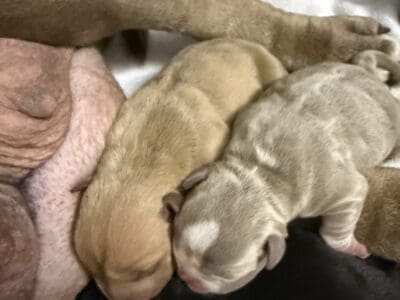 American bully