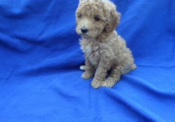 Toy Poodle Puppies