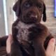 Gsp/chocolate lab puppies