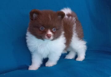 Tiny chocolate white pomeranian puppy male