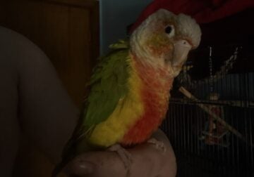 Male conure