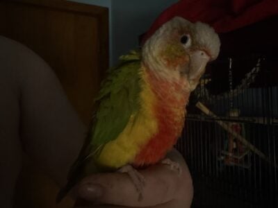 Male conure