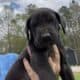 Great Dane puppies