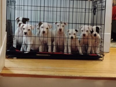 White pitbull puppies