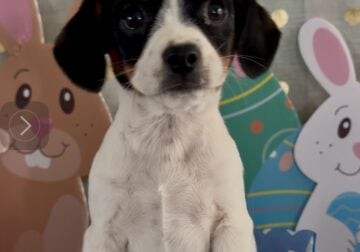 Mini beagle girl