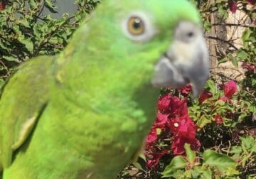 Yellow Nape Amazon Parrot