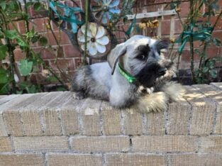 Male Mini Schnauzer