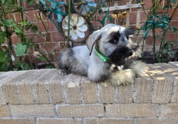 Male Mini Schnauzer