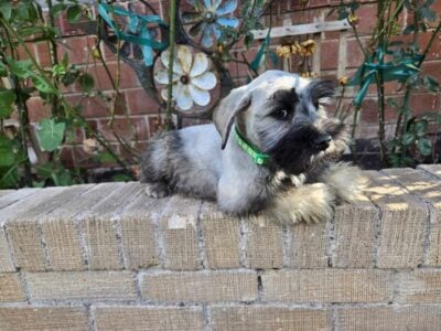 Male Mini Schnauzer