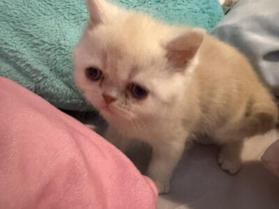 Exotic male shorthair