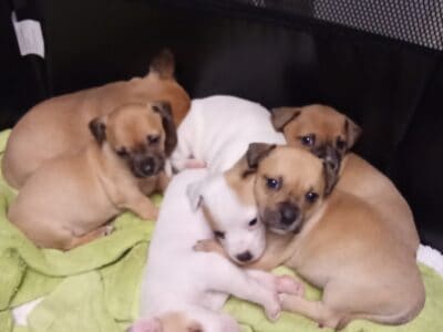 Chihuahua mixed puppies 7 weeks old