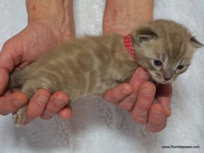 Bengal Kitten Mink Female