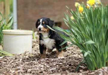 Jonah – AKC Bernese Mountain Dog Puppy