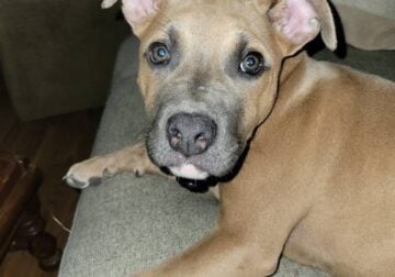 Beautiful Penelope (Penny)