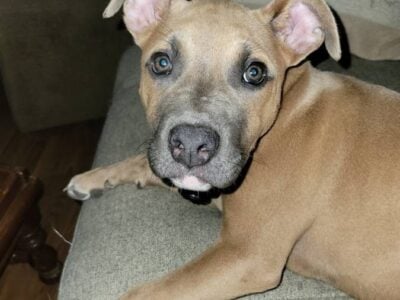 Beautiful Penelope (Penny)