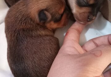 Blonde Yorkies