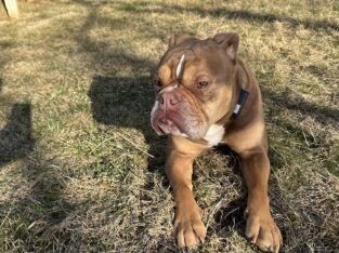 3yr old Olde English Bulldog