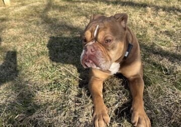 3yr old Olde English Bulldog