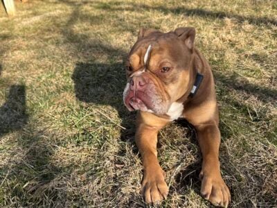 3yr old Olde English Bulldog