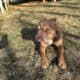 3yr old Olde English Bulldog