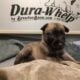 Sweet Malinois puppies