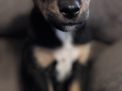 Doberman/Aussie Mix Puppies