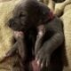 Great Danes