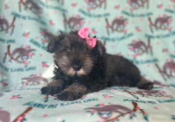 Gypsy