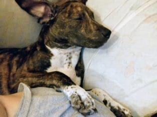 Brindle dalmatian