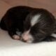 Havanese Puppies