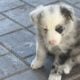 Border Collie Puppies