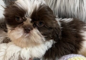 BARKUS- male Shih Tzu