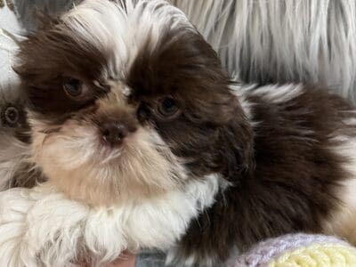 BARKUS- male Shih Tzu