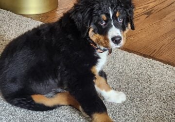 Bernese Mountain Dog