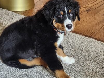 Bernese Mountain Dog