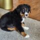 Bernese Mountain Dog