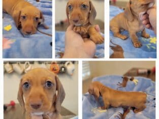 DACHSHUNDS