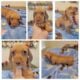 DACHSHUNDS