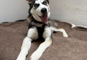 Dog rehoming